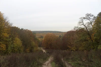 K.....l - Widoczek na niemieckie lasy podczas wchodzenia na Teufelsberg (｡◕‿‿◕｡)
#po...