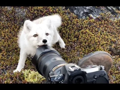 starnak - Encounter a young wild white Arctic Fox in Greenland