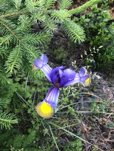 FilipWWL - Co to kwiatek pojawił się u mnie w ogródku?