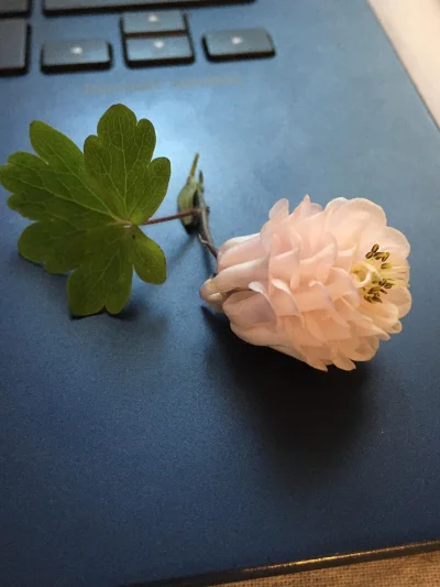 pietruszkowa - Czy wie ktoś to to za roślina? #kwiaty #rosliny #pytanie #kiciochpyta ...