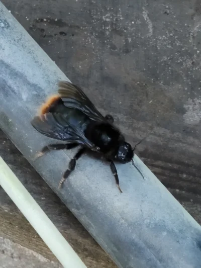 tartar705 - Co to za pszczoła? Długa na 2,5cm #pszczola #pszczelarstwo