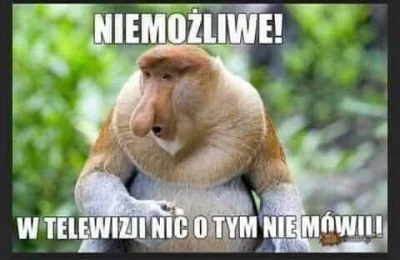 niedzwiedzmis