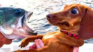 JamnikWallenrod - Ten moment, gdy ona wymienia cię na nowszy model. 
#fishpill #dogp...