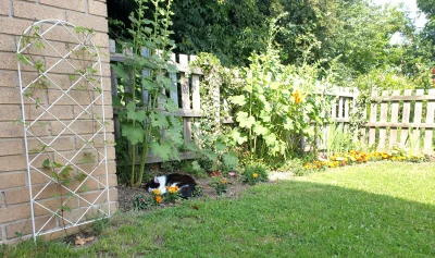 w.....4 - #kitku sąsiadów (Tommy, zwany również Somsiadem) mój ogródek traktuje już j...
