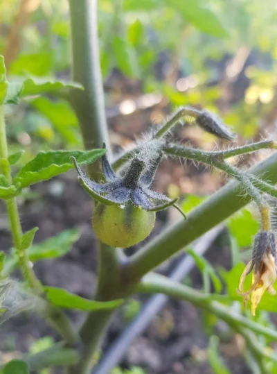 ozzybiceps - Pierwszy u mnie w tym roku ;)
#ogrodnictwo #pomidory