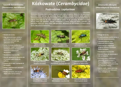 Lifelike - #graphsandmaps #nauka #biologia #entomologia #owady #przyroda #natura #inf...
