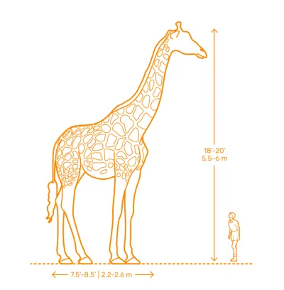 czlowiekzlisciemnaglowie - Dorosły mężczyzna obok żyrafy

#zwierzeta #zoo #zyrafa #...