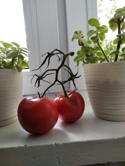 lukas83 - #pomidory #wladcapierscieni 
Ent ;)