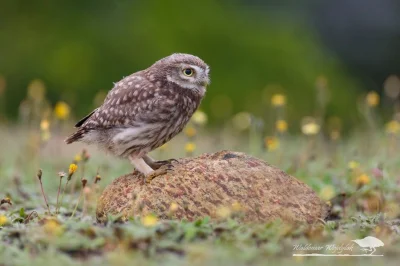 Lifelike - Pójdźka (Athene noctua)
Autor
#photoexplorer #fotografia #ornitologia #p...