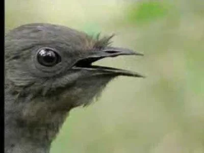 starnak - Niesamowity! Bird Sounds From The Lyre Bird - David Attenborough - BBC Wild...