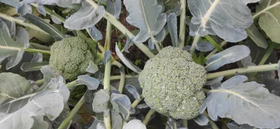 Anhed - W tym roku brokuł ładnie się udał(｡◕‿‿◕｡)
#ogrodnictwo #warzywa