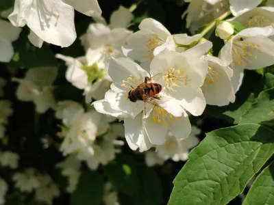 gobi12 - Pszczółka.

#pszczoly #owady #ogrod #ogrodnictwo #dzicyzapylacze?