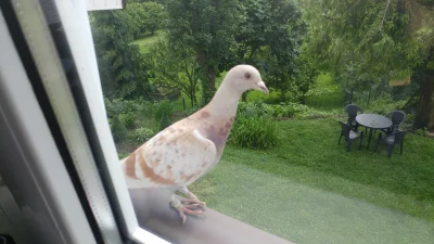 coolcolors - Co to za gołąb siedzi mi na parapecie i się dobija do okna