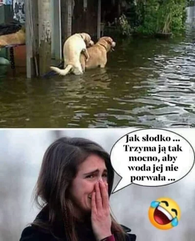 poji - #heheszki #humorobrazkowy #grazynacore #pies