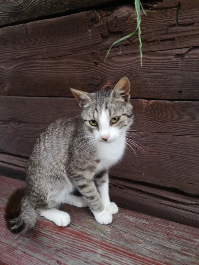 Lililijka - Mam jeszcze taką biedę do oddania.