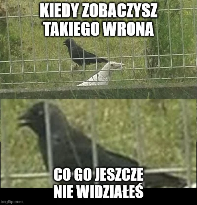 Szaa - #heheszki #wrona #gawron #memy #memwlasny #bialekboners
SPOILER