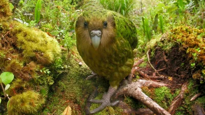 OCISLY_final - Słyszeliście o Kākāpō? To jedyny nielotny gatunek papugi na świecie (ʘ...