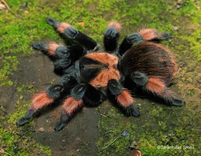 G.....h - Brachypelma emilia - jeden z moich ulubionych gatunków #terrarystyka #ptasz...