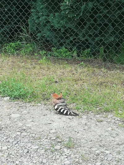 Berkel_88 - Patrzcie kto mnie odwiedził. Mogłem podejść bardzo blisko, ale aparat sła...