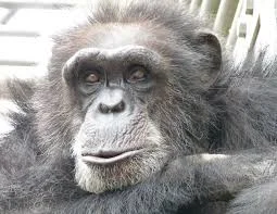 szczebel - @siea01: głupi ten rasim, szympansy mają wąskie (chude?) wargi