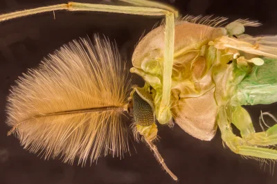 waldesss - Ochotka piórkowa (Chironomus plumosus); stacking 57 zdjęć 
#owady #mikrofo...