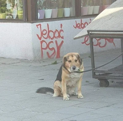 maciejuojeju - Stop przemocy wobec zwierząt!