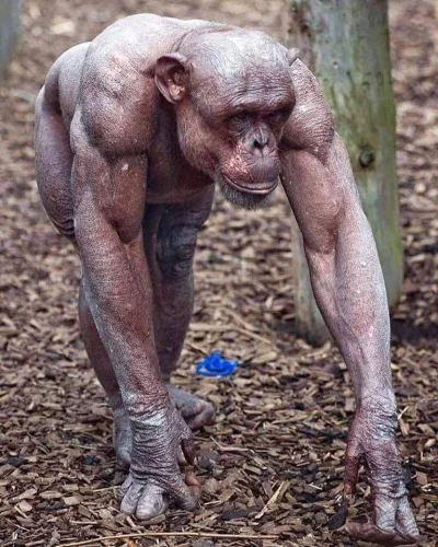 GraveDigger - Bezwłosy szympans. Masakra ile to ma mięśni.
#zwierzaczki #zwierzeta