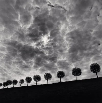 Hoverion - fot. Michael Kenna
Ten and a Half Trees, Peterhof, Rosja, 2000
#fotograf...