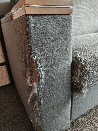 chosenon3 - #pokazkota #koty #humorobrazkowy