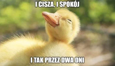 starnak - #cisza #spokoj #kaczuszka #weekend #humor