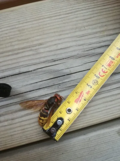 usunelisciemikonto - #owady

 Długość ciała królowej (samica) 25–35 mm, samca 21–23 ...