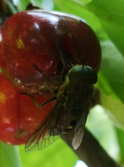 endipek - #owady #pszczoly #natura #pytanie
Mirki, co to jest? Lata mi po ogrodzie. O...
