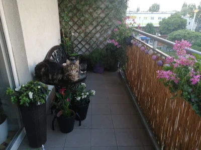 Mesosfet - #kotryszard sobie cziluje na balkonie, a wy co robicie?
#kitku #kot #koty ...