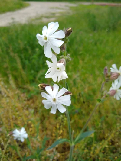 mdoliwa - 6. Lepnica biała (Silene latifolia Poir.)

Nie widziałem tego kwiatka w o...