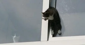 Niewiemja - @Patrycja89: Koty sie klinują łatwo w takich uchylonych oknach bo próbują...