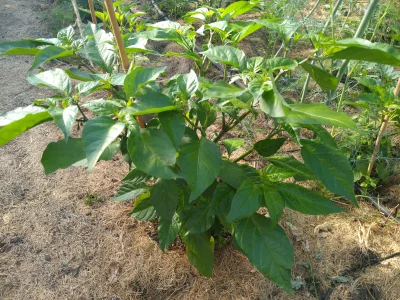 monstrum - Chyba najładniejsza papryczka #chili w mojej szklarni. Dostałem w gratisie...