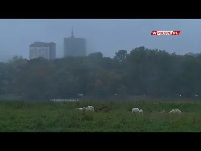 PanJaBuOne - @penknientyjerz: Rafał wraz ze swoim zespołem już ocalił kozy w Warszawi...