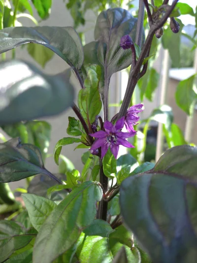 doznanie - Jakie śliczne 乁(♥ ʖ̯♥)ㄏ
#papryczki #chilihead #chili #ogrodnictwo