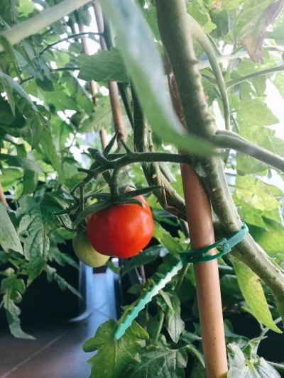 Mirkosoft - Ile podlewacie pomidory w donicach przy takiej pogodzie (27 stopni - słon...