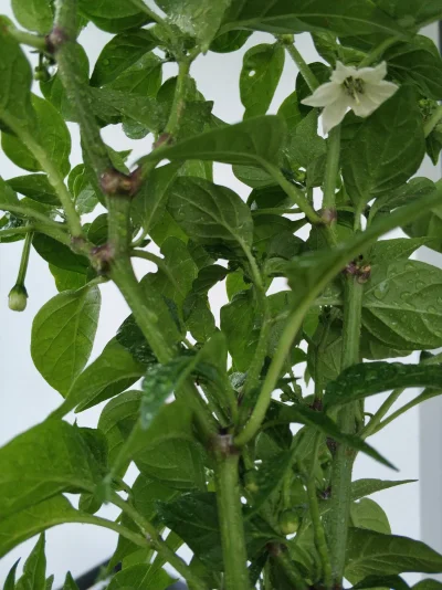 zarazek_pyton - Pierwsze rozwinięte kwiatki 乁(♥ ʖ̯♥)ㄏ
#ogrodnictwo #papryczki #chili