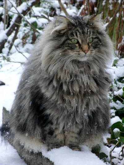 cheeseandonion - Kot norweski leśny 


#koty