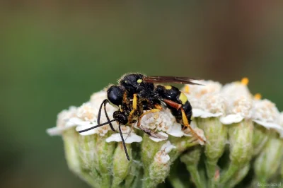 M.....e - Pseudosmuklik (Lasioglossum, samiec) w objęciach osmyka pszczolinkowca (Cer...