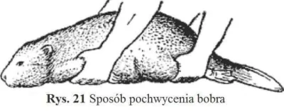 bohomazy - sposób pochwycenia bobra