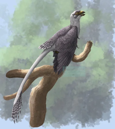 Tiszka - I na szybciocha kolejny ładny paleoart: przed wami Kompsornis longicaudus, j...