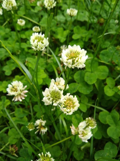 mdoliwa - 11. Koniczyna biała, koniczyna rozesłana (Trifolium repens L.)

Ciekawost...