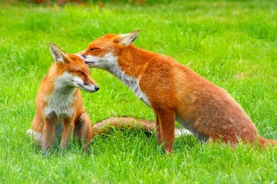 the_foxi - lisy są cudowne!