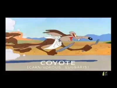 kochatopoczeka - kojoty to bardzo uparte stworzenia
