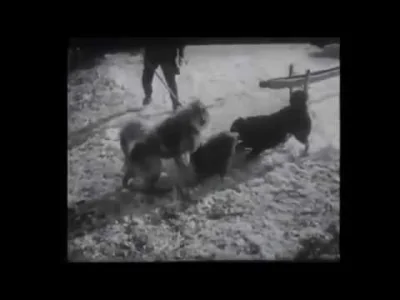 GrafOrlok - @Dominiko: a tu filmik co owczarek kaukaski robi z wilkami