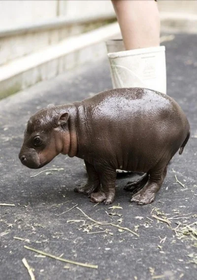 Z.....m - hipopotam karłowaty, 2 godziny po przyjściu na świat
#ciekawostki #zwierze...
