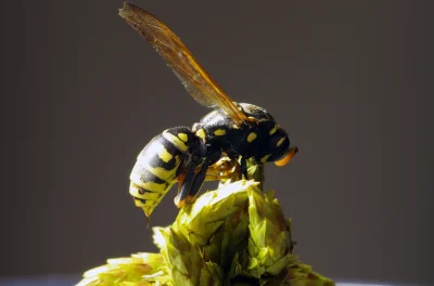 ixem - Dopiero uczę się fotografii macro. Poczułem, że jest to fascynująca przygoda. ...